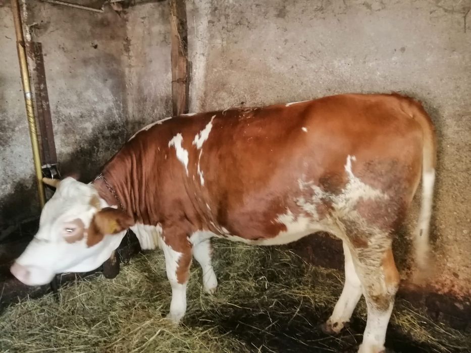 Vând juninca gestanta