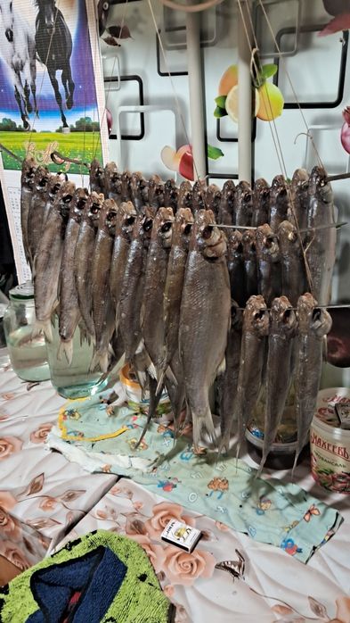 Рыба солёная и сушоная рыбец, вобла