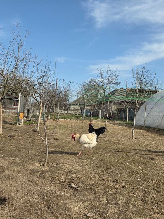 Vând cocoși :Sussex, Plymouth Rock Barat, Australop, New Hampshie.