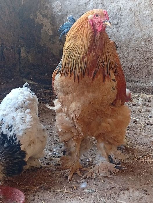 Brama Tovuq  xoʻroz lar sotiladi 
Zoʻr judayam chiroyli katta tuxum
