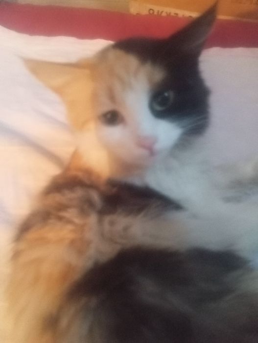 Котенок 1 годика