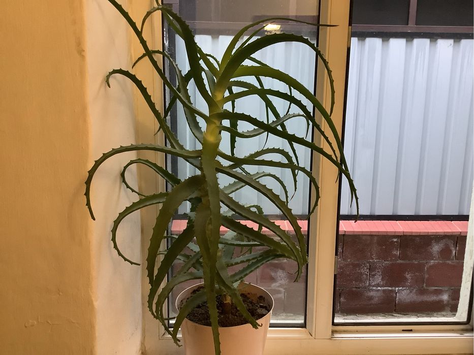 Продам алоэ высота 80 см