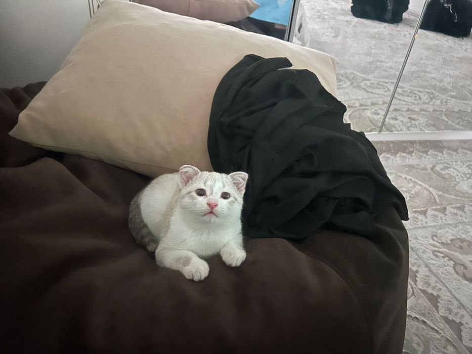 Отдам красивого котика