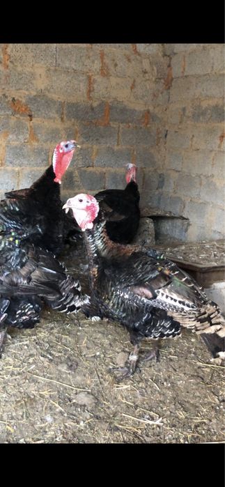 Индюк гибрид сатылады