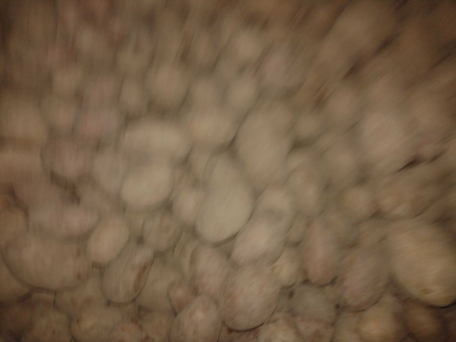 Cartofi de sămânță și de mâncat