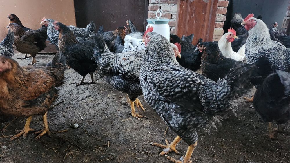 Петли супер харко на 5 месеца