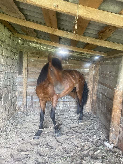 Айғыр 5 жасар  мінгі біледі