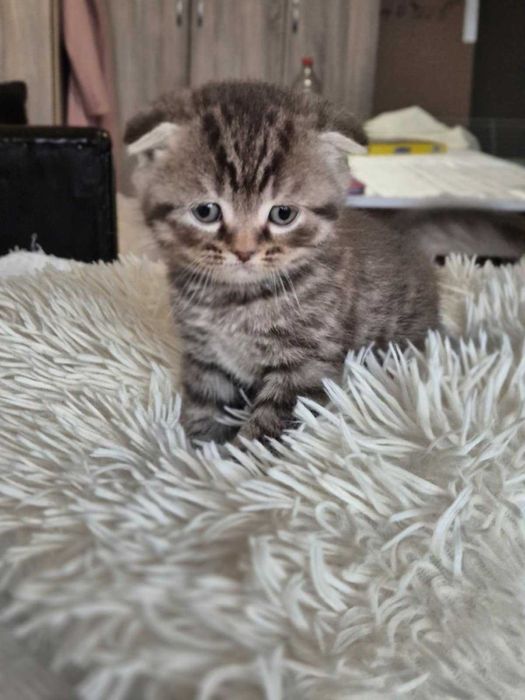 Британски късокосмести котета