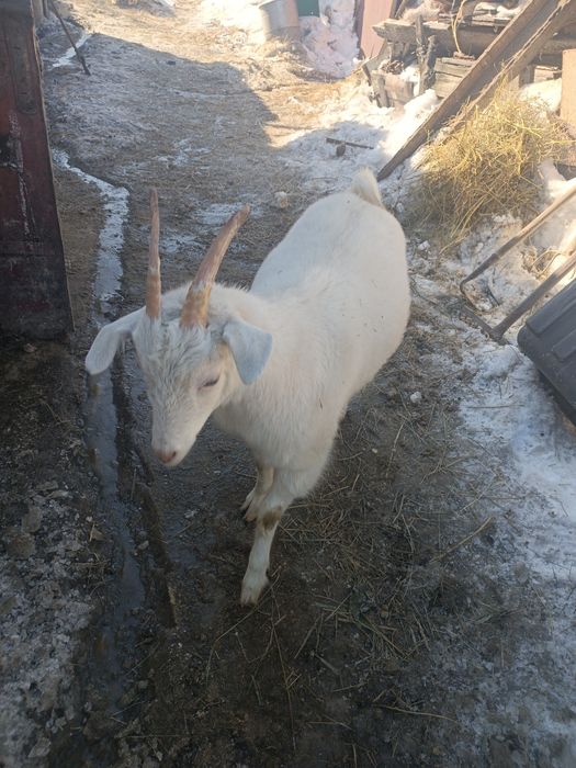 Продам крупную козочку