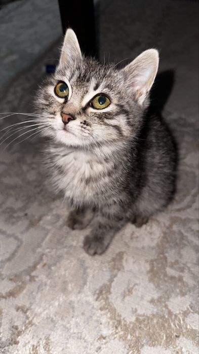 Котенок в добрые руки