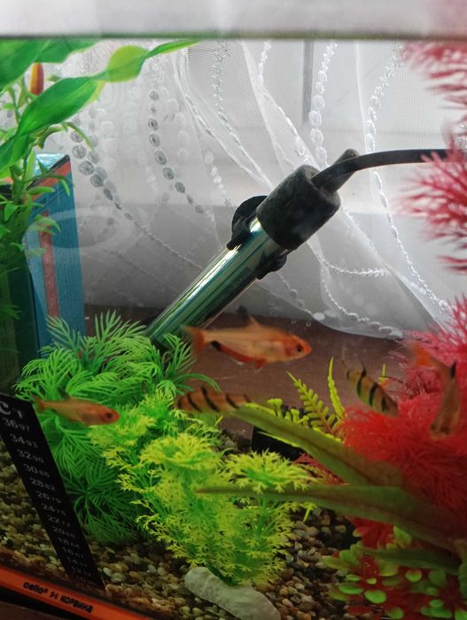 Рибки неони 5 броя