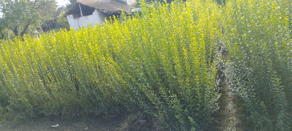 Лигуструм - Овалифолиум