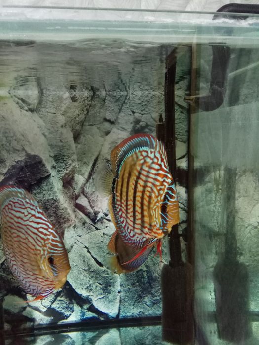 Мальки высокого качества от привозных производительей