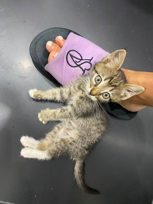 Котенок мальчик 1 мес смешанный с британцем