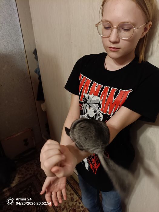 Продам шиншилу  девочку