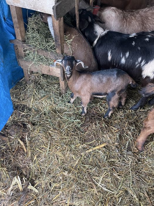 Vand ieduta din mama buna de lapta