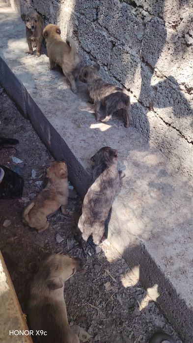 Yoqimtoy kuchuk bolalari