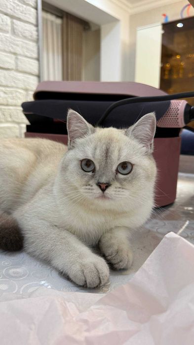 Серебристая шиншилла