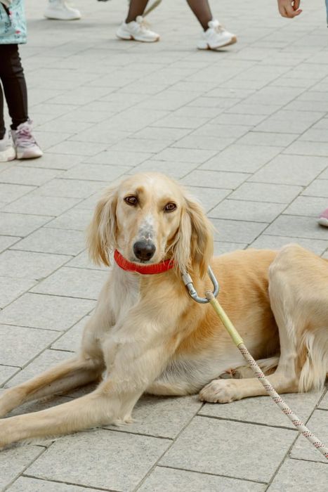 Қазақы құмай тазы сатылады