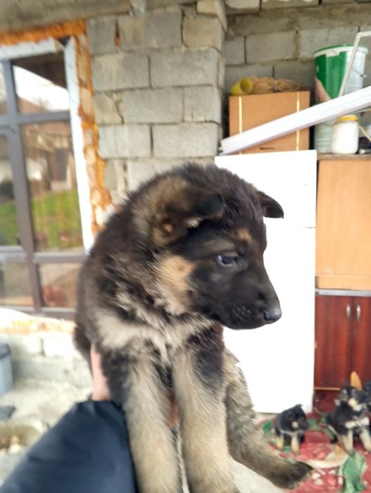 Овчарка немецкая .