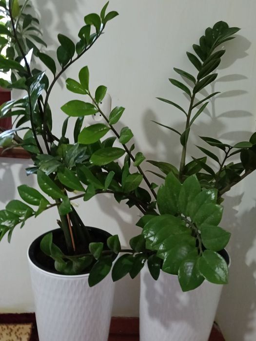 Цветы в  горшках