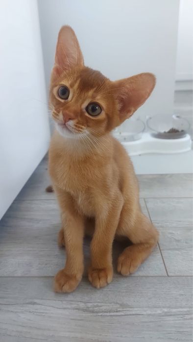 Абиссинские котята