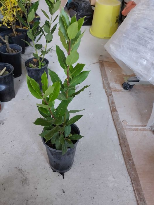 Промоция на дафинов лист - лаврово дърво