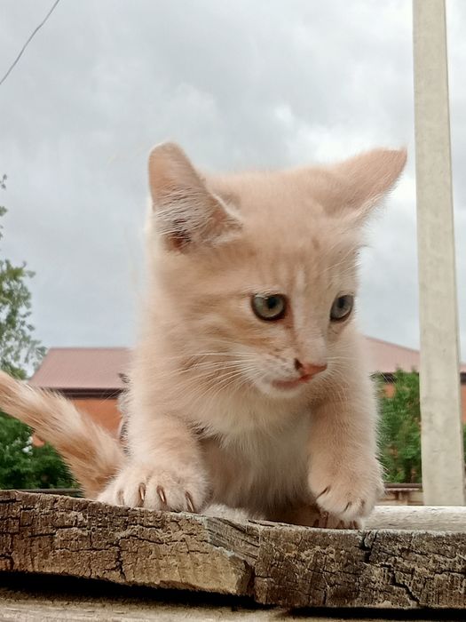 Марғаулар, Котята