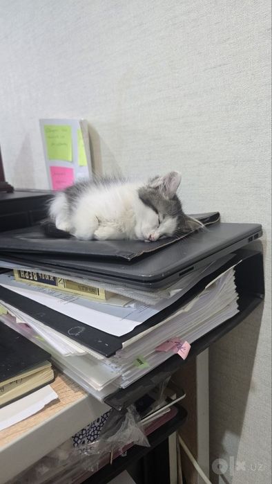 Отдам котят в хорошие руки