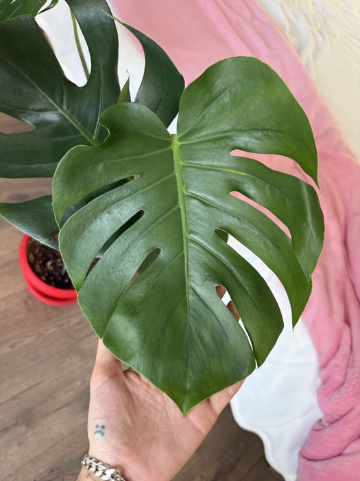 Monstera Deliciosa