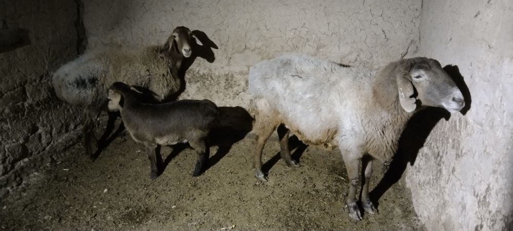 Qoyla  sotiladi  ona bola  va. Bug'oz qoyla.