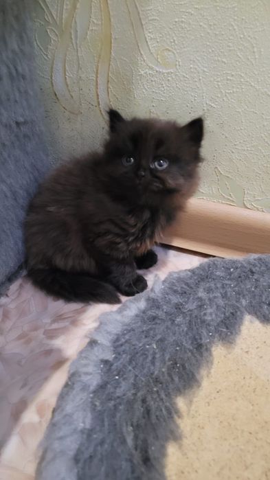Продам двух котят