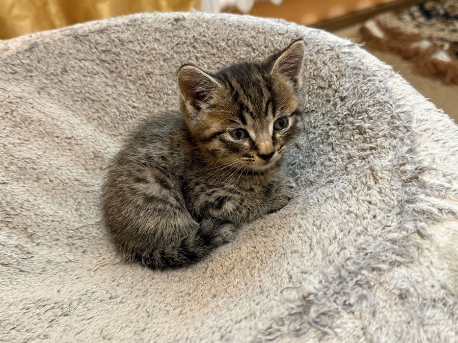 отдам котят в добрые руки