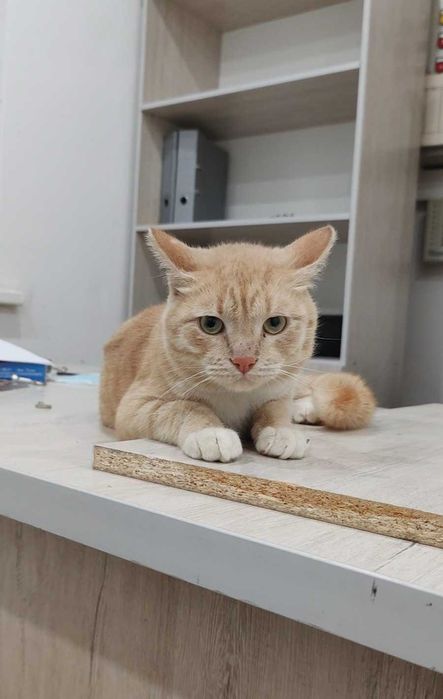 Персиковый котик ищет дом