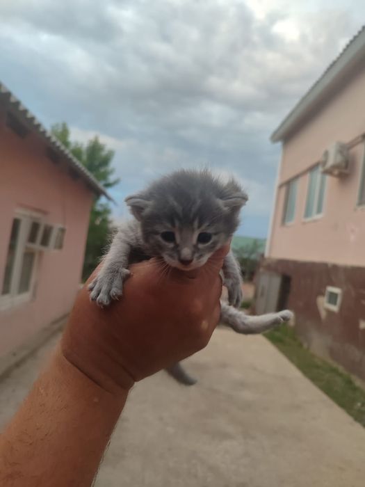 Котенки хороший руки одам 27 дней