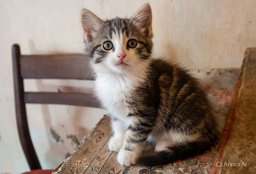 котята в хорошие руки