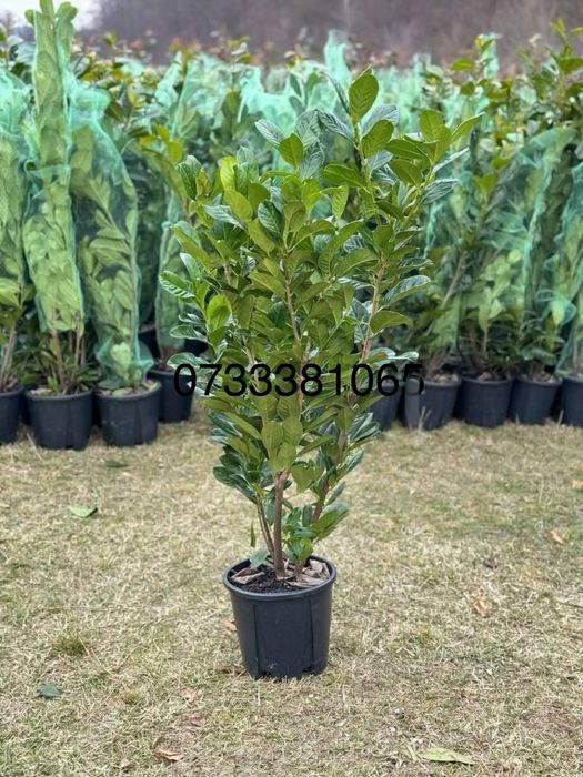 Laur englezesc,magnolia,tuia,maslini,palmier,mesteacan,diferite specii