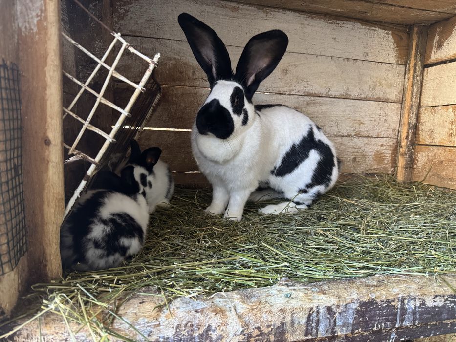 Iepurași pestriț german