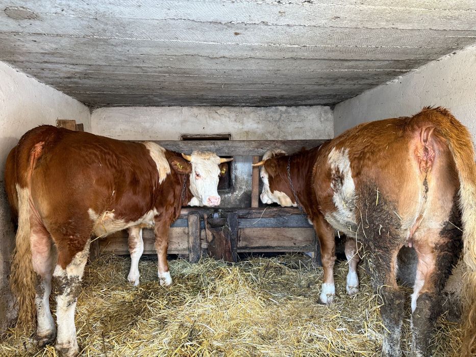 Juninci baltate de vanzare