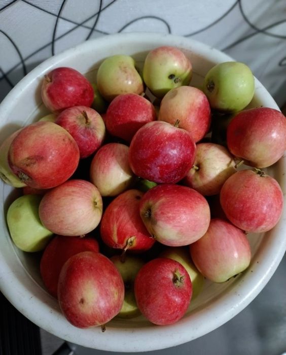 Продам груши яблоки ранетки
