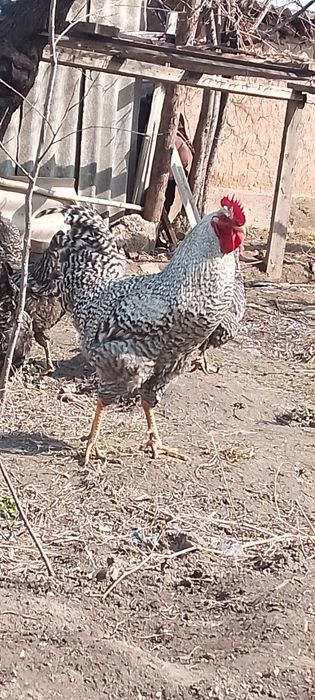 5 мыннан штуг келсм бар