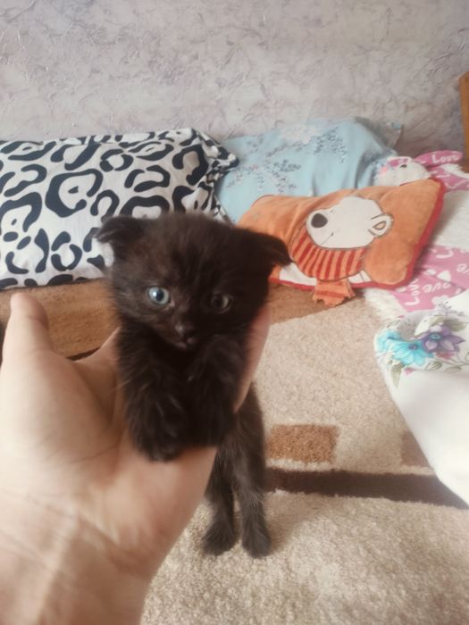 Отдам двух замечательных котят