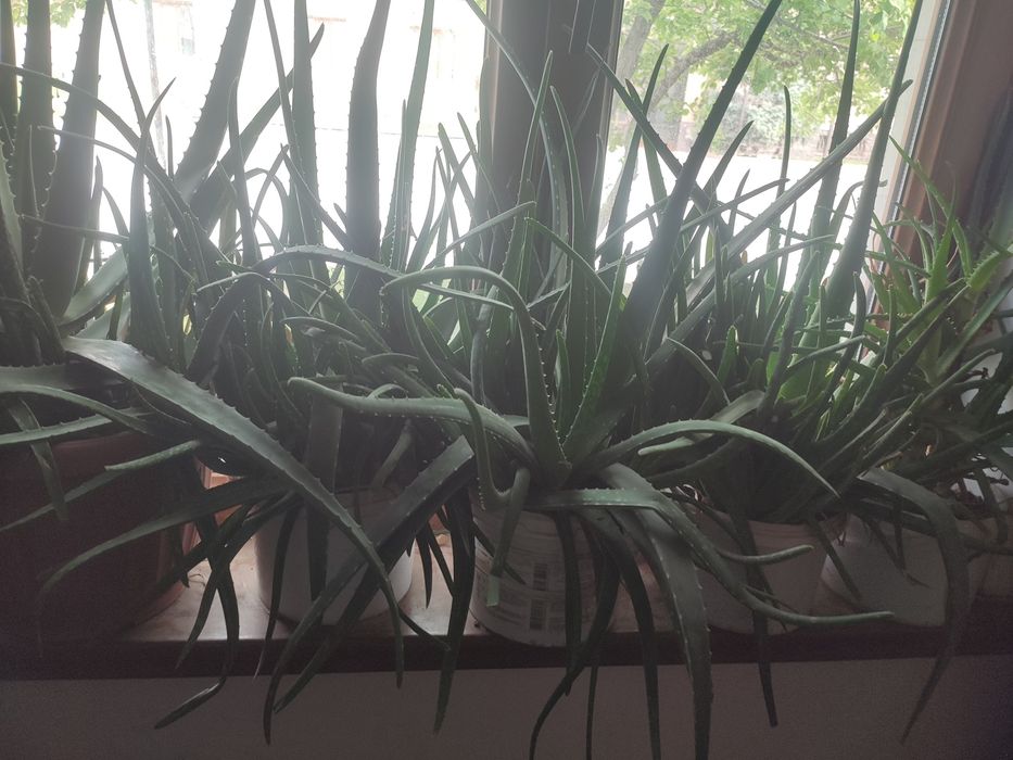 Лечебное алоэ вера