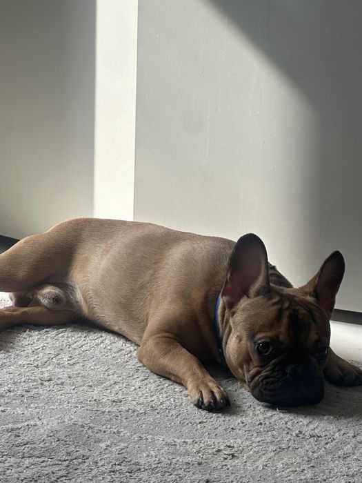 Французский бульдог