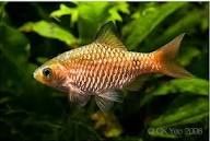 Chonchonius.       .