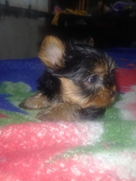 Йоркширский терьер