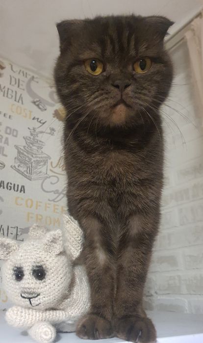 Отдам в добрые руки кошку