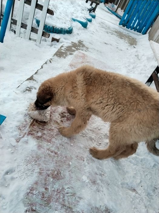 Щенок крупный в добрые руки.