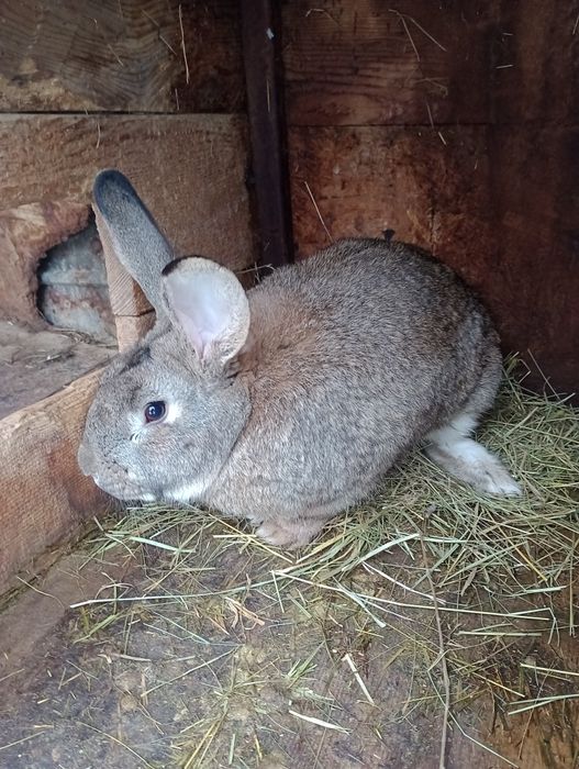 Vând iepuroi de casă
