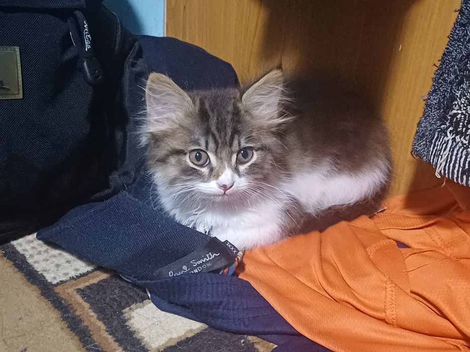 Котёнок ищет хозяина